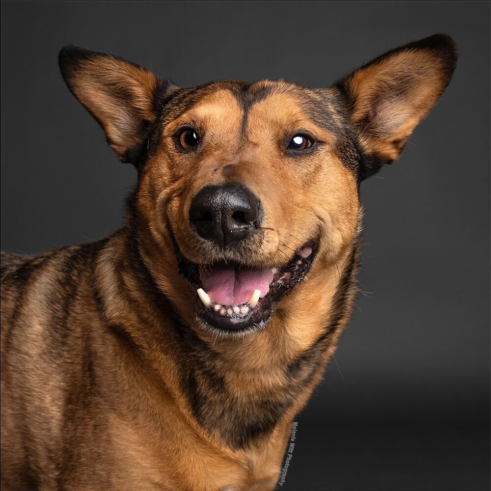 Art aka Taco, an adoptable Cattle Dog, Chow Chow in Lafayette, CO, 80026 | Photo Image 1