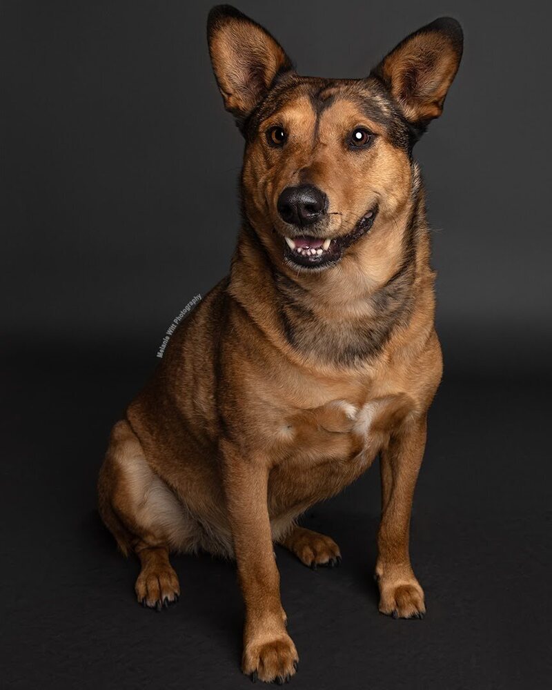 Art aka Taco, an adoptable Cattle Dog, Mixed Breed in Lafayette, CO, 80026 | Photo Image 2