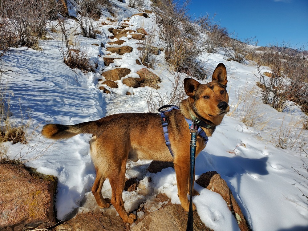 Art aka Taco, an adoptable Cattle Dog, Mixed Breed in Lafayette, CO, 80026 | Photo Image 4