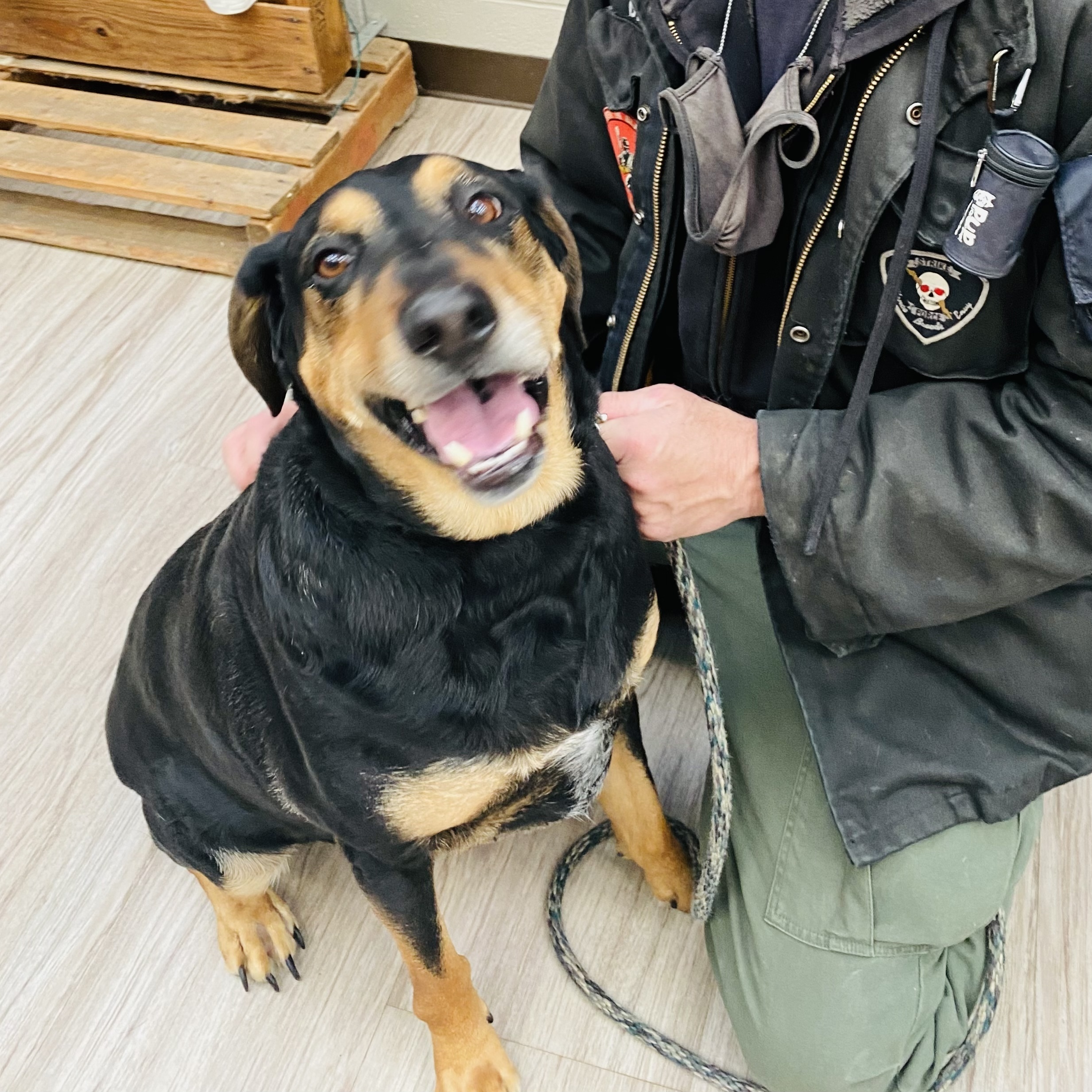 Buddy GCI Trained Prison Graduate , an adoptable Rottweiler in Elyria, OH, 44035 | Photo Image 4