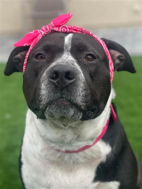 BESSIE (AKA LUNA), an adoptable Pit Bull Terrier, Australian Cattle Dog / Blue Heeler in Tucson, AZ, 85745 | Photo Image 1