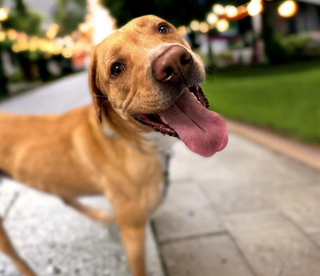 TONY*, an adoptable Labrador Retriever in Tucson, AZ, 85745 | Photo Image 1