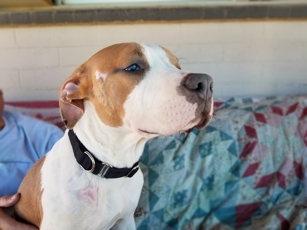 KAMPFER*, an adoptable Pit Bull Terrier in Tucson, AZ, 85745 | Photo Image 1