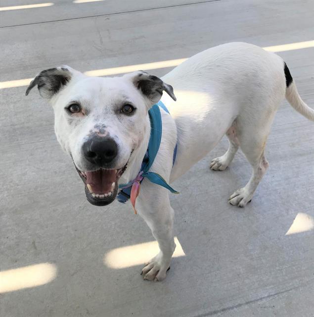 DAISY*, an adoptable Labrador Retriever, Mixed Breed in Tucson, AZ, 85745 | Photo Image 1