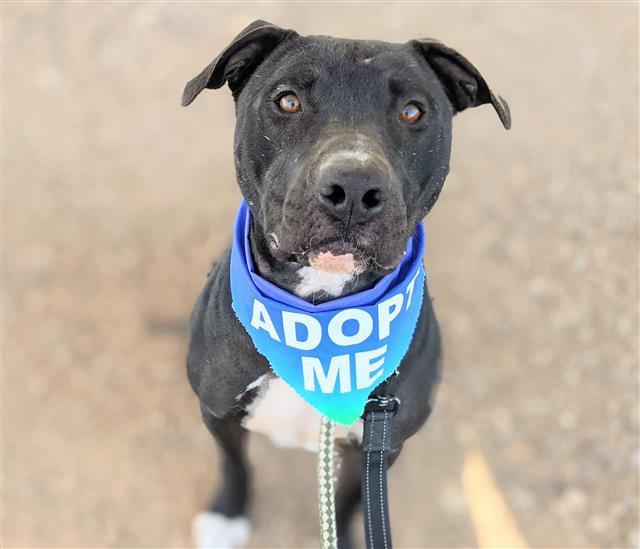 KOKO, an adoptable Labrador Retriever, Pit Bull Terrier in Tucson, AZ, 85745 | Photo Image 1