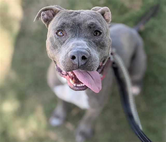 MR. DARCY, an adoptable Pit Bull Terrier in Tucson, AZ, 85745 | Photo Image 1