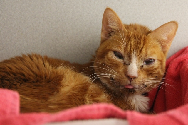 FETTUCCINE, an adoptable Domestic Short Hair in Tucson, AZ, 85745 | Photo Image 1