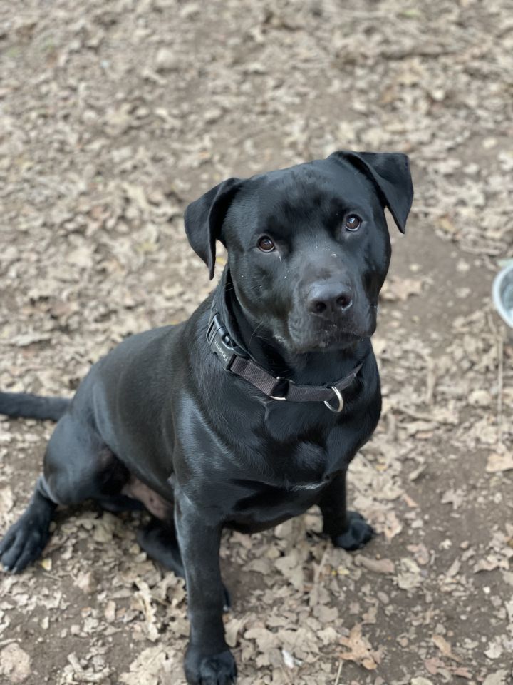 Lab store bully mix