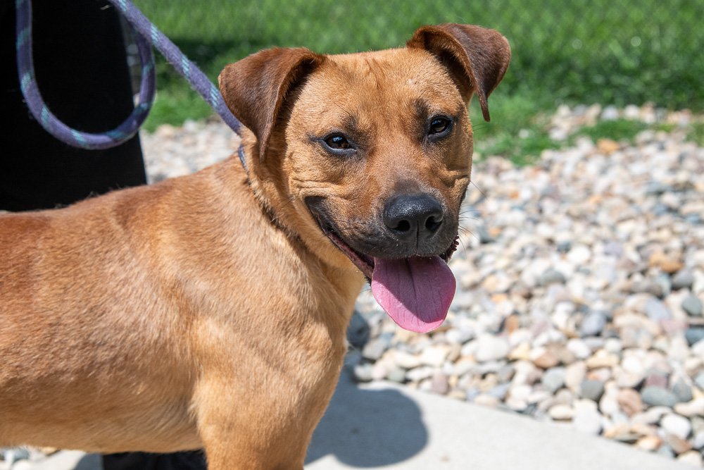 Dapper Dan, an adoptable Terrier in Terre Haute, IN, 47803 | Photo Image 1