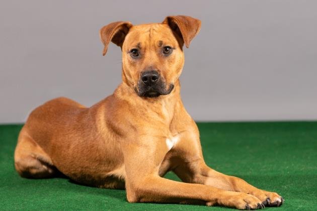 Dapper Dan, an adoptable Terrier in Terre Haute, IN, 47803 | Photo Image 2