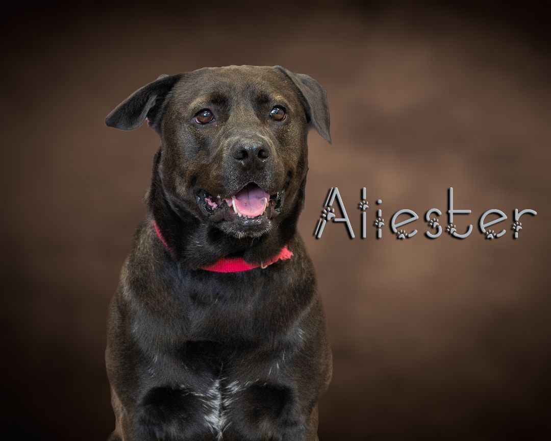 Aleister , an adoptable Labrador Retriever, Chow Chow in Somerset, PA, 15501 | Photo Image 1