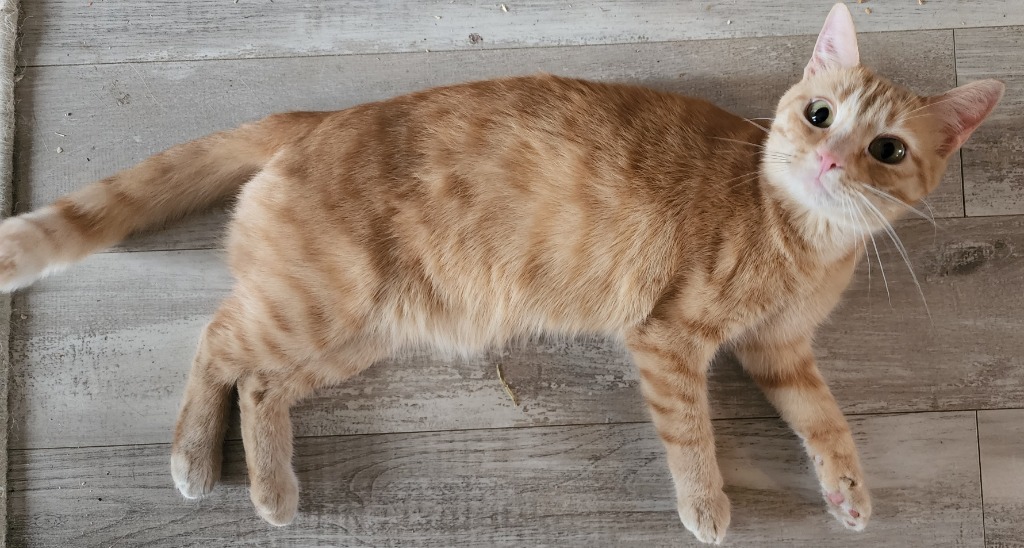 Ginger 2.0, an adoptable Domestic Short Hair in Brainardsville, NY, 12915 | Photo Image 1