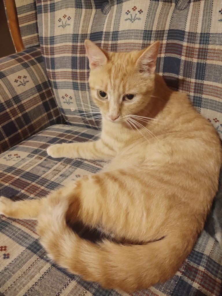 Ginger 2.0, an adoptable Domestic Short Hair in Brainardsville, NY, 12915 | Photo Image 2