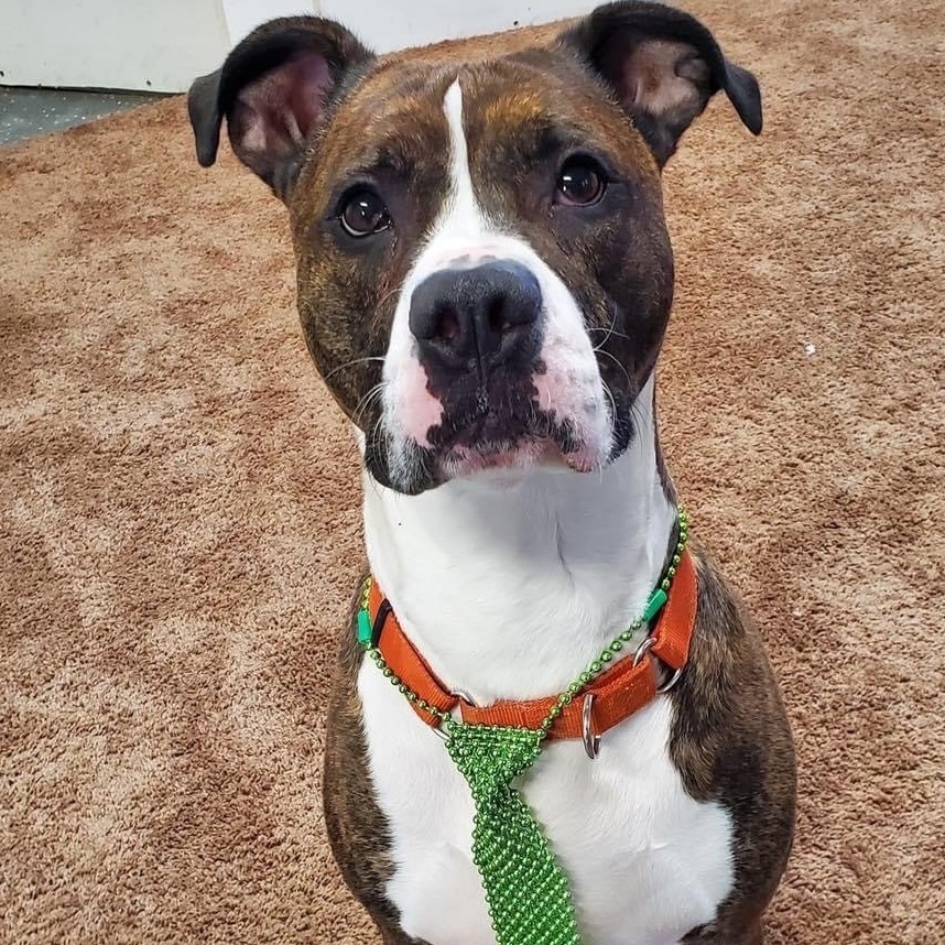 Jamison, an adoptable Boxer, American Staffordshire Terrier in Youngstown, OH, 44512 | Photo Image 3