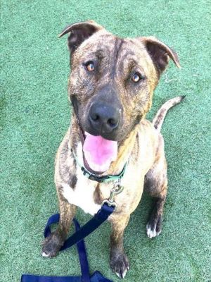 FRANCO Mixed Breed Dog