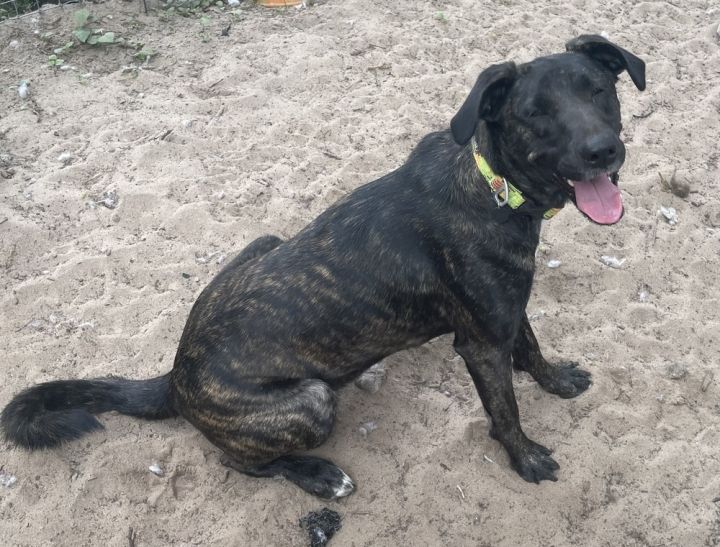 Plott hound store border collie mix