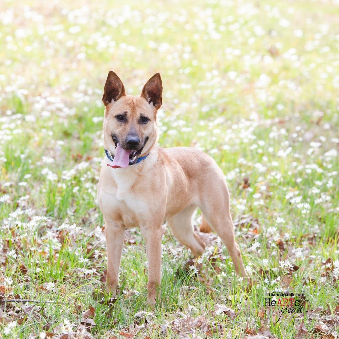 Honey, an adoptable German Shepherd Dog in Montgomery, AL, 36106 | Photo Image 1