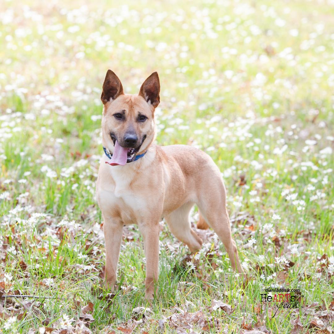 Honey, an adoptable German Shepherd Dog in Montgomery, AL, 36106 | Photo Image 1