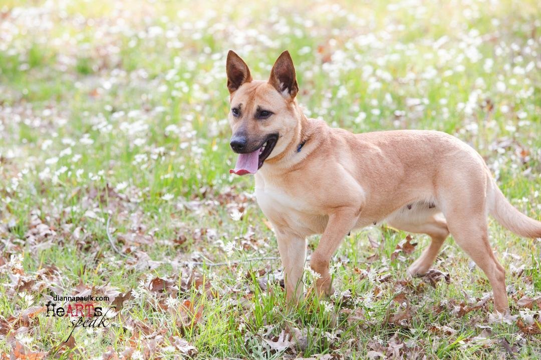Honey, an adoptable German Shepherd Dog in Montgomery, AL, 36106 | Photo Image 2