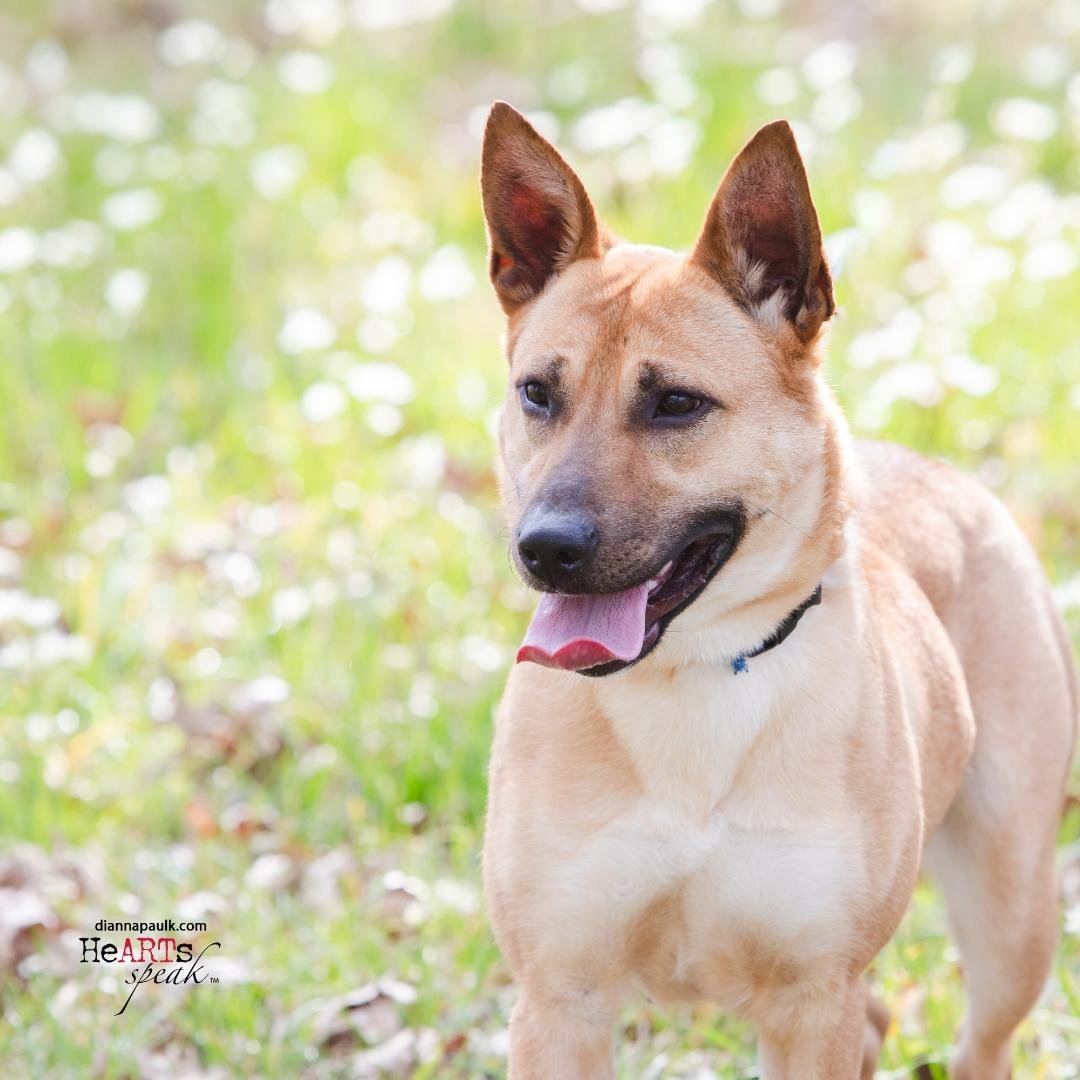 Honey, an adoptable German Shepherd Dog in Montgomery, AL, 36106 | Photo Image 3