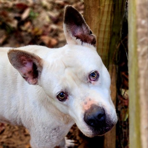 Grits, an adoptable Mixed Breed in Hopkins, SC, 29061 | Photo Image 1