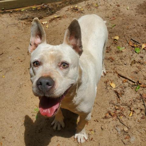 Grits, an adoptable Mixed Breed in Hopkins, SC, 29061 | Photo Image 2