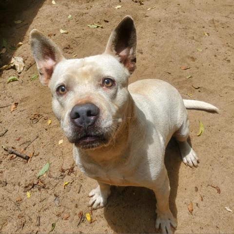 Grits, an adoptable Mixed Breed in Hopkins, SC, 29061 | Photo Image 2