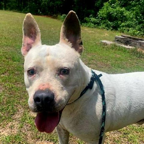 Grits, an adoptable Mixed Breed in Hopkins, SC, 29061 | Photo Image 3