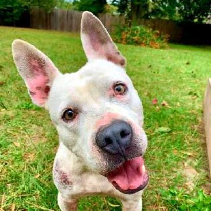 Grits, an adoptable Mixed Breed in Hopkins, SC, 29061 | Photo Image 5