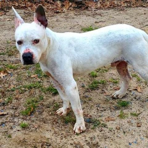 Grits, an adoptable Mixed Breed in Hopkins, SC, 29061 | Photo Image 5