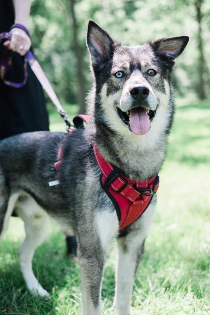 Blue Moon, an adopted Husky Mix in Palatine, IL_image-1