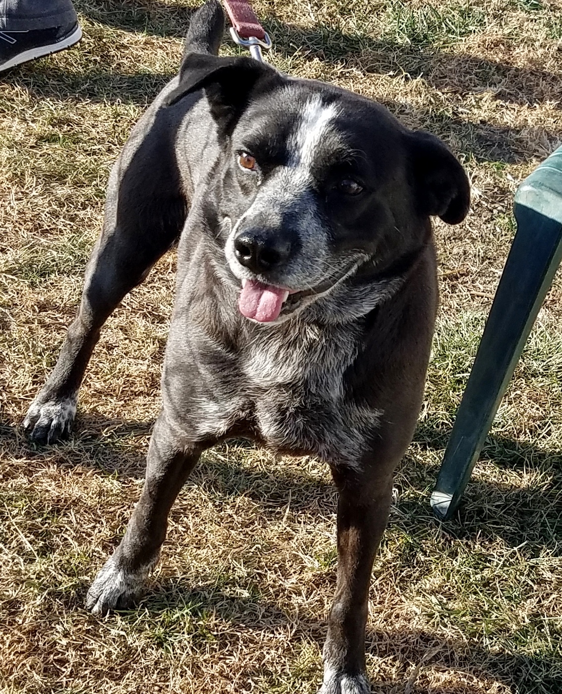 Boots, an adoptable Australian Cattle Dog / Blue Heeler, Catahoula Leopard Dog in Falls City, NE, 68355 | Photo Image 1