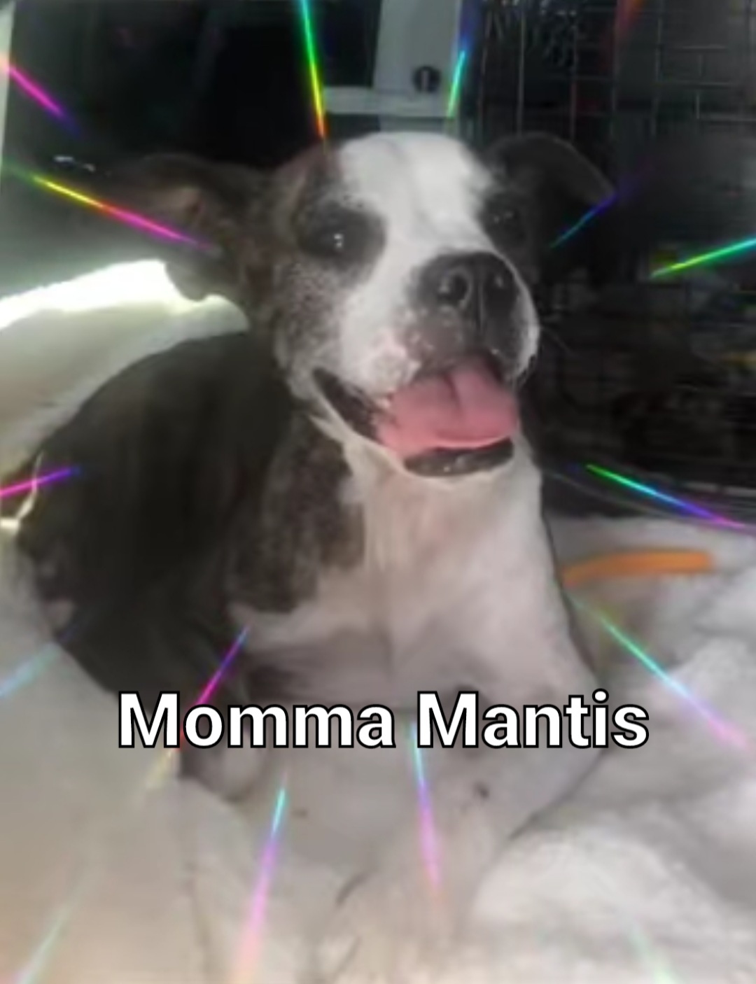 Momma Mantis