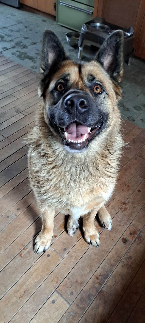 Tucker, an adoptable German Shepherd Dog in Palgrave, ON, L0N 1P0 | Photo Image 2