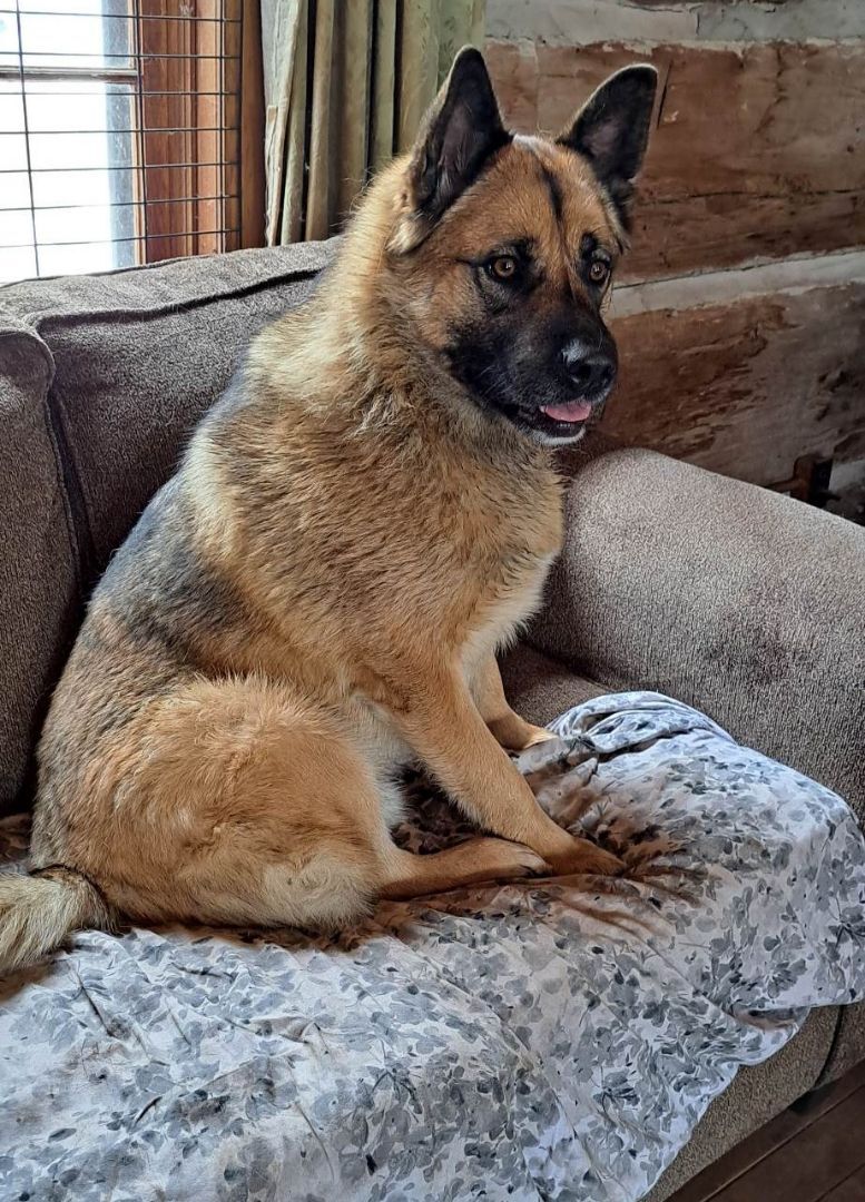Tucker, an adoptable German Shepherd Dog in Palgrave, ON, L0N 1P0 | Photo Image 1