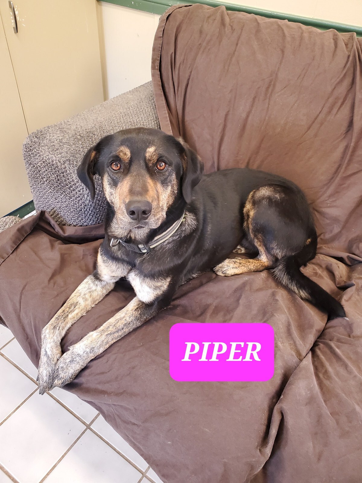 PIPER