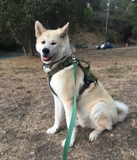 Hiro (Hiroshima), an adoptable Akita in Santa Clarita, CA, 91322 | Photo Image 1