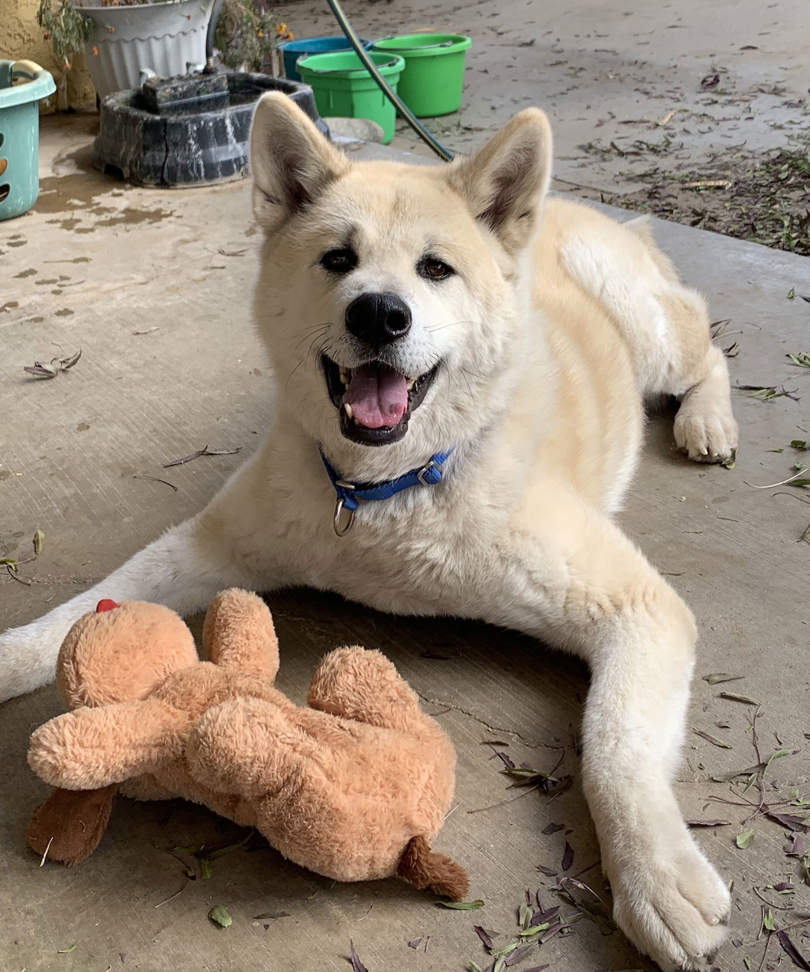 Hiro (Hiroshima), an adoptable Akita in Santa Clarita, CA, 91322 | Photo Image 2