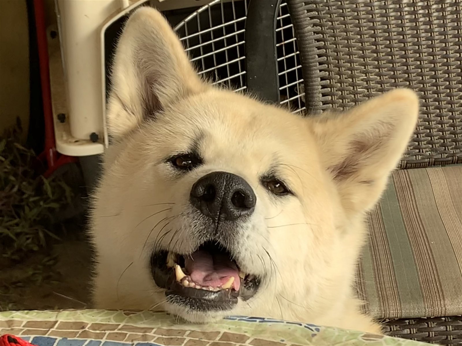 Hiro (Hiroshima), an adoptable Akita in Santa Clarita, CA, 91322 | Photo Image 3