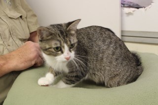 5813, an adoptable Tabby in Olive Branch, MS, 38654 | Photo Image 1