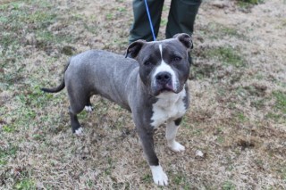 5821, an adoptable Pit Bull Terrier in Olive Branch, MS, 38654 | Photo Image 1