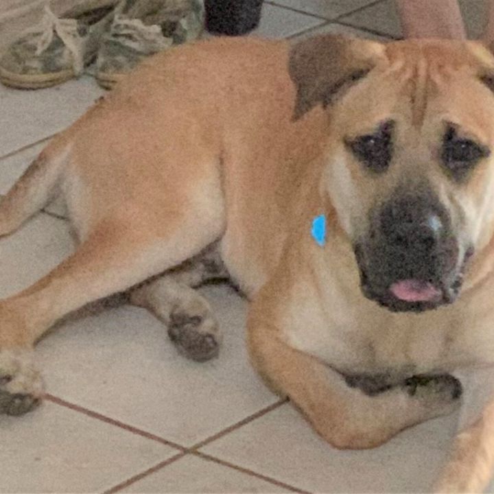 Dog for adoption Archie , a Labrador Retriever & Mastiff Mix in