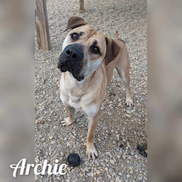 Dog for adoption Archie , a Labrador Retriever & Mastiff Mix in