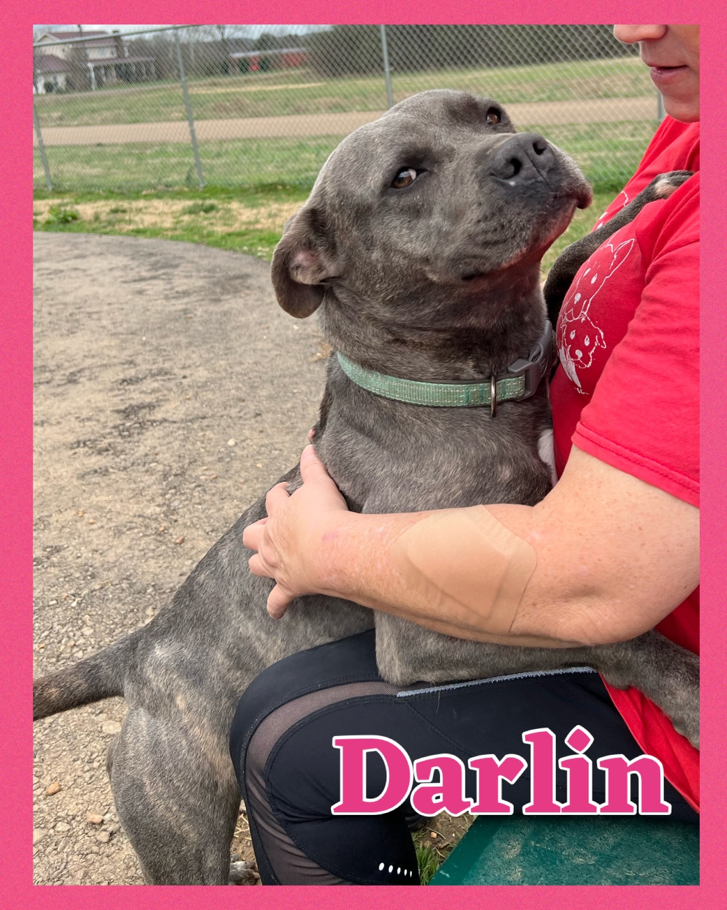 Darlin, an adoptable Terrier in Bolivar, TN, 38008 | Photo Image 2