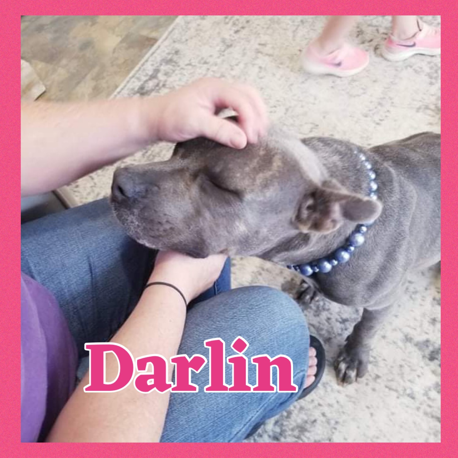 Darlin, an adoptable Terrier in Bolivar, TN, 38008 | Photo Image 5