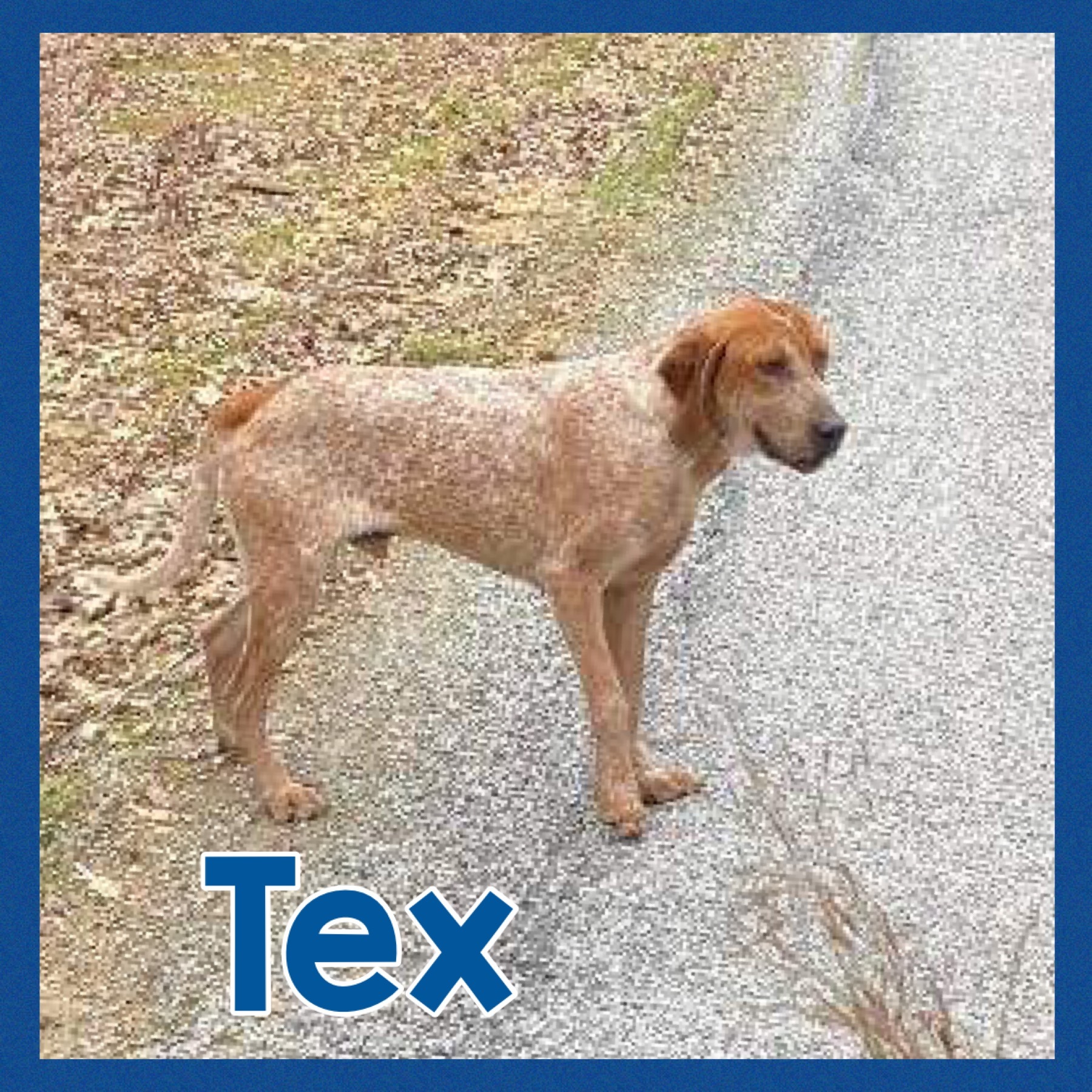 Tex, an adoptable Treeing Walker Coonhound, Cattle Dog in Bolivar, TN, 38008 | Photo Image 3