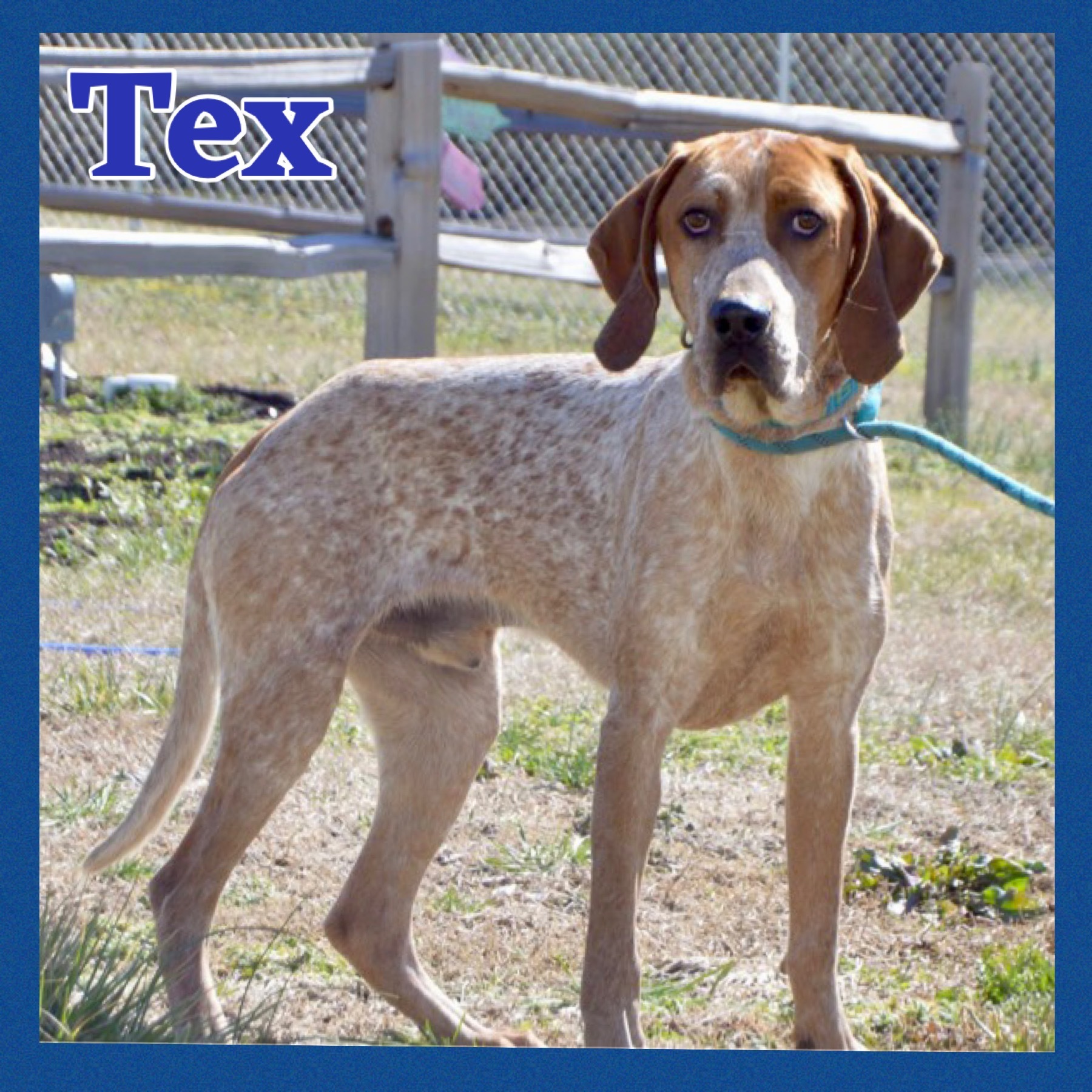 Tex, an adoptable Treeing Walker Coonhound, Cattle Dog in Bolivar, TN, 38008 | Photo Image 4