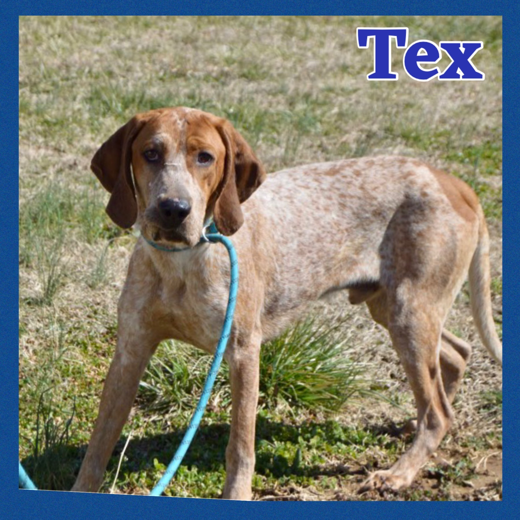 Tex, an adoptable Treeing Walker Coonhound, Cattle Dog in Bolivar, TN, 38008 | Photo Image 1