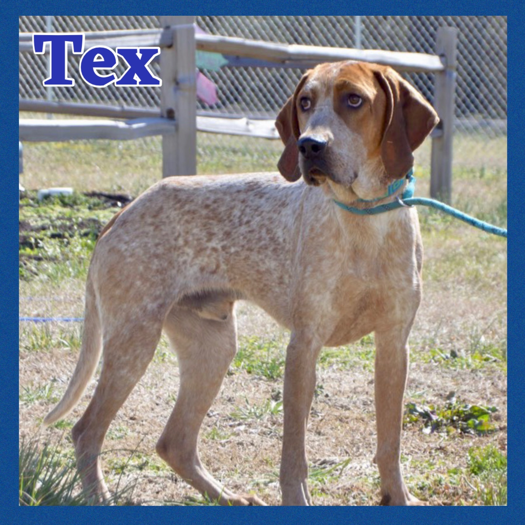 Tex, an adoptable Treeing Walker Coonhound, Cattle Dog in Bolivar, TN, 38008 | Photo Image 5