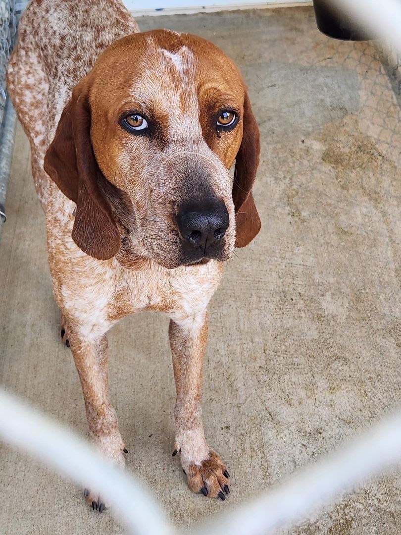 Tex, an adoptable Treeing Walker Coonhound, Cattle Dog in Bolivar, TN, 38008 | Photo Image 6